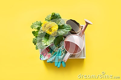 Gardening background with gerbera, tolls and flowers plant in box on yellow background. Top view Stock Photo