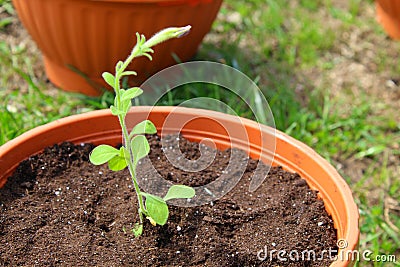 Gardening, a brown flower pot with a green Petunia sprout stands on the grass Stock Photo