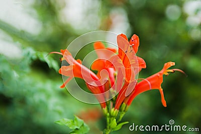 Gardening concept. Beautiful flowers Tecomaria Capensis on green branch over green blurred background in the park. Postcard. Cartoon Illustration