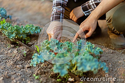 Gardening concept a young farmer shoveling the dirt around the plants to let oxygen get through the roots easily Stock Photo