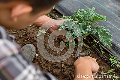 Gardening concept a young male gardener taking care of a vegetable by shoveling the soil around the plant Stock Photo