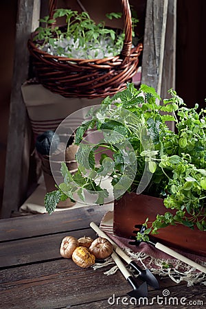 Gardening in the country Stock Photo