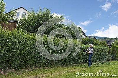 Gardening, cutting hedge Stock Photo