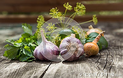 Gardening farming. Fresh organic vegetable garlic onion Stock Photo