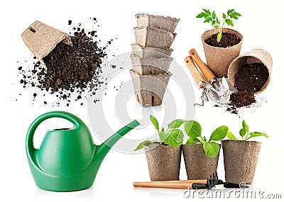 Gardening farming. Seedlings tomato and cabbage Stock Photo