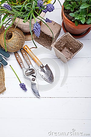 Gardening and floriculture spring flower with garden Stock Photo
