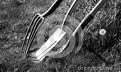 A gardening fork and two gardening spades in grass Stock Photo