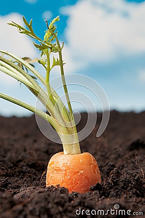 Gardening fresh carrot Stock Photo