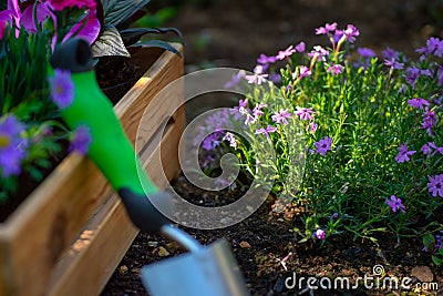 Gardening. Garden Tools and Crate Full of Gorgeous Plants Ready for Planting In Sunny Garden. Spring Garden Works Concept. Stock Photo