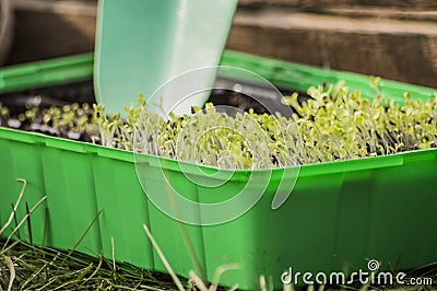 Gardening Stock Photo