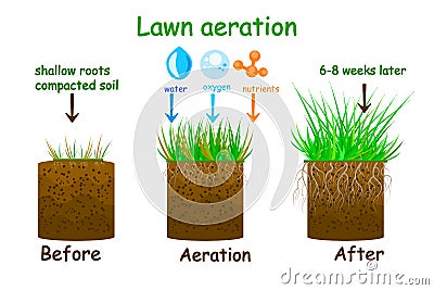 Lawn aeration stage illustration. Before and after aeration. Vector Illustration