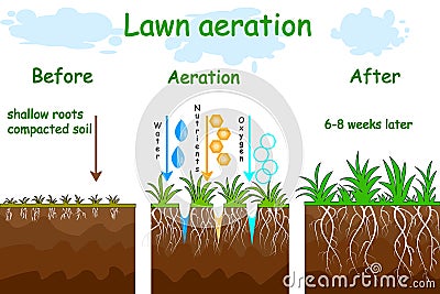 Lawn aeration stage illustration. Before and after aeration. Vector Illustration