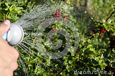 Gardening. hand watering plants. eggplant in vegetable garden. close up Stock Photo