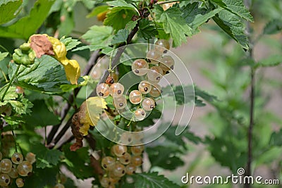 Gardening. Home garden, bed. Green leaves, bushes. White juicy berries. Tasty and healthy. White currant, ordinary, garden Stock Photo
