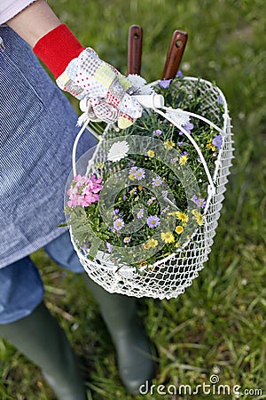 Geranium, seedling, gardening image, planting of flower seedling Stock Photo