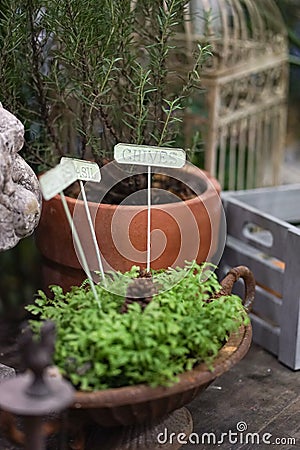 Gardening label. A vintage metal sign of herbs and spices with soft focus on the chives labelling tag Stock Photo