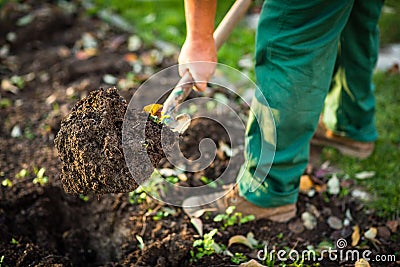 Gardening - man digging the garden soil with a spud Stock Photo