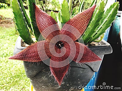 Cactus brown flower StapelIa Hirsuta in a grey vase Stock Photo