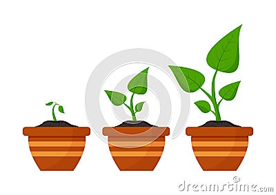 Gardening. Phases plant growing. Planting. Seeds sprout in flower pot. Infographic and evolution concept. Vector Cartoon Illustration