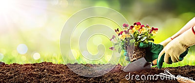 Gardening - Planting A Pansy Stock Photo