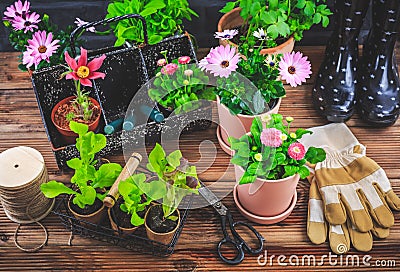 Gardening - planting and replanting, seedlings with plants in flower pots Stock Photo