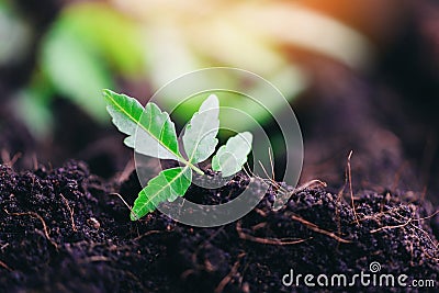 Gardening planting a tree seedlings young plant are growing on soil with - Save environment green world ecology concept Stock Photo