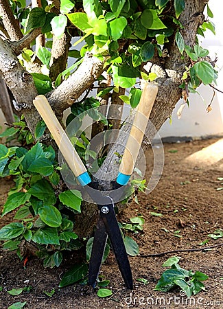 Gardening shears Stock Photo