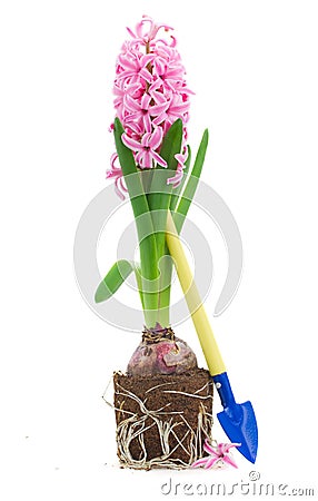 Gardening spade with hyacinth Stock Photo