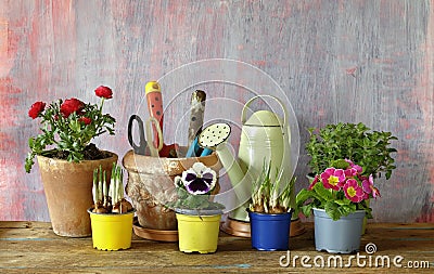 Gardening in the springtime, young crocus, pansy, primula, buttercup flowers and herbs with gardening tools,copy space Stock Photo