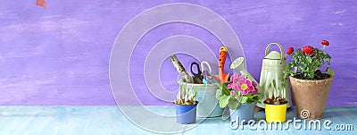 Gardening in the springtime, young crocus,primula and buttercup flowers with gardening tools, good copy space Stock Photo