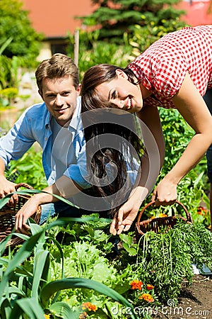 Gardening in summer - couple harvesting carrots Stock Photo