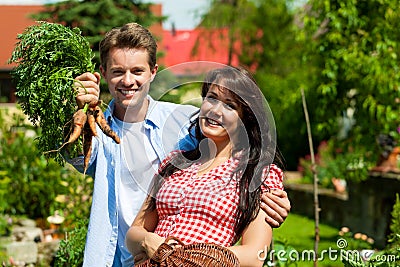 Gardening in summer - couple harvesting carrots Stock Photo