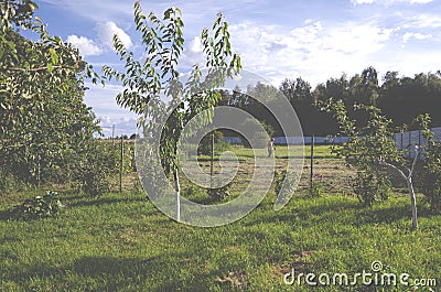 Gardening. Summer mowing of grass with a lawn mower. Garden Stock Photo