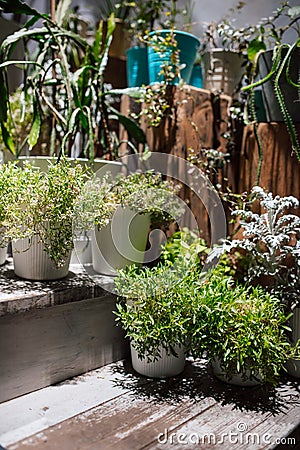 Gardening. Summer porch with flower pots stand on a wooden veranda on a sunny day. Stock Photo