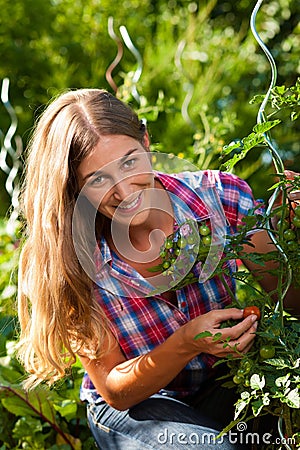 Gardening in summer - woman harvesting tomatoes Stock Photo