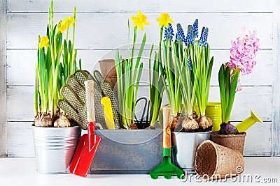 Gardening tools and seedling of spring bulbous flowers for planting on flowerbed in the garden. Horticulture concept Stock Photo