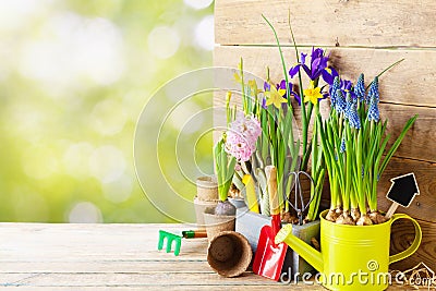 Gardening tools and seedling of spring flowers for planting on flowerbed in the garden. Horticulture concept. Bokeh background. Stock Photo