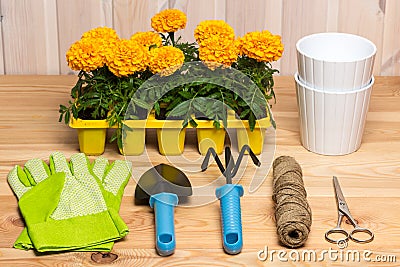 gardening tools for gardening and seedlings seasonal garden Stock Photo