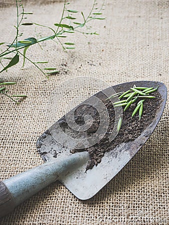 Gardening tools, spade soil plant and seeds on sack texture Stock Photo