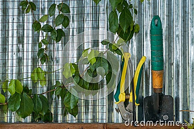 Green plants in a greenhouse. Stock Photo