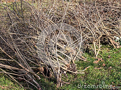 Gardening in winter green waste tree branches Stock Photo