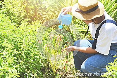 Gardening woman hand holding pouring water on flower and plant with watering can in the garden with sunny Stock Photo