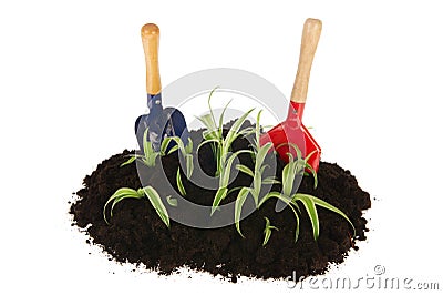 Gardening with young plants Stock Photo