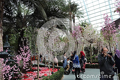 Gardens by the Bay - Flower Dome - Japanese Cherry blossom theme - Singapore tourism Editorial Stock Photo