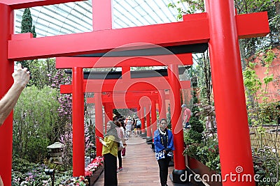 Gardens by the Bay - Flower Dome - Japanese Cherry Blossom theme - Singapore tourism Editorial Stock Photo