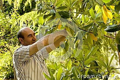 Gardner trimming the tree Stock Photo