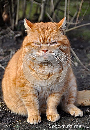 Garfield cat Stock Photo