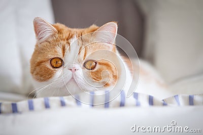 Garfield cat Stock Photo