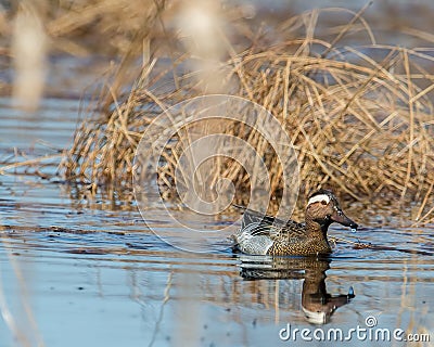 Garganey duck in the Crex Meadows Wildlife Area in Northern Wisconsin - extremely rare - first and only known individual of this s Stock Photo