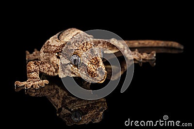 Gargoyle Gecko, Rhacodactylus auriculatus staring on black background Stock Photo